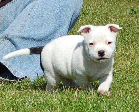 Staffordshire bull terrier Buddha billede 6
