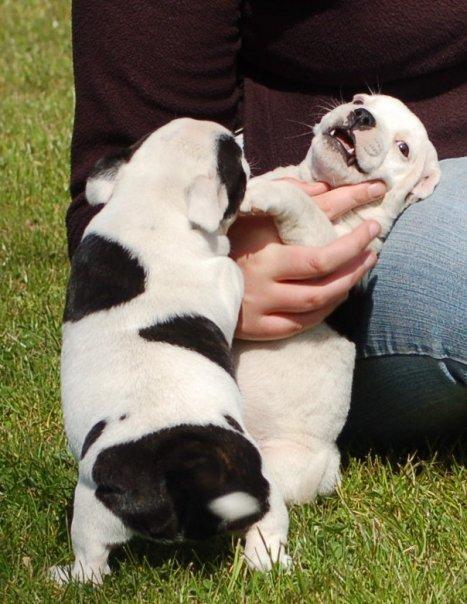 Staffordshire bull terrier Buddha billede 7