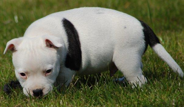 Staffordshire bull terrier Buddha billede 4