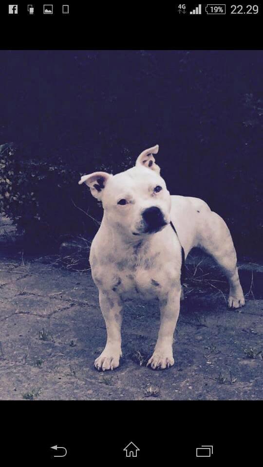 Staffordshire bull terrier Buddha billede 10