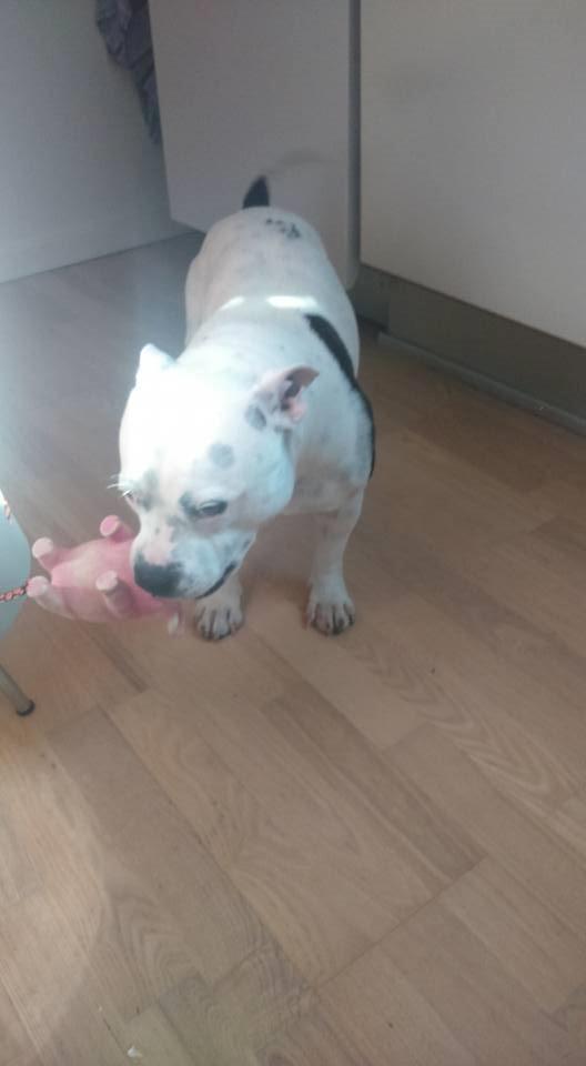 Staffordshire bull terrier Buddha billede 11