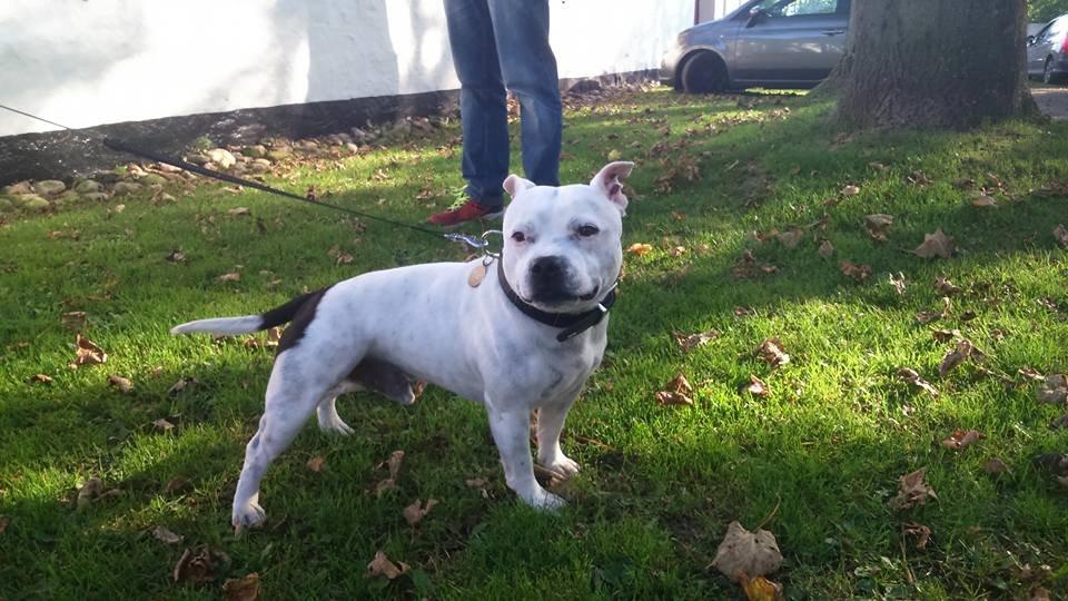 Staffordshire bull terrier Buddha billede 13