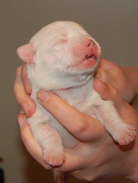 Staffordshire bull terrier Buddha billede 9