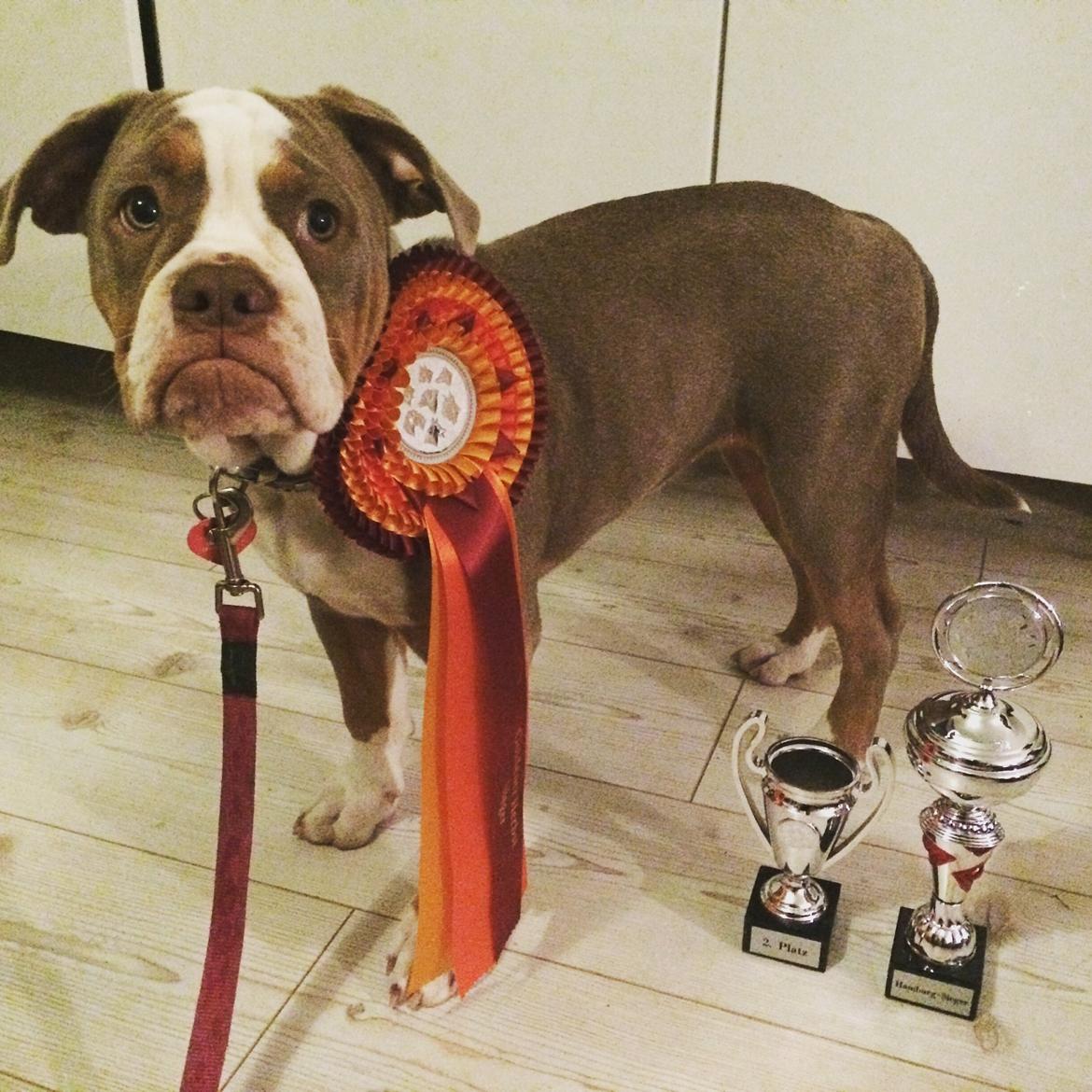 Olde english bulldogge Reservoirbulls Minerva (Gudrun) billede 4