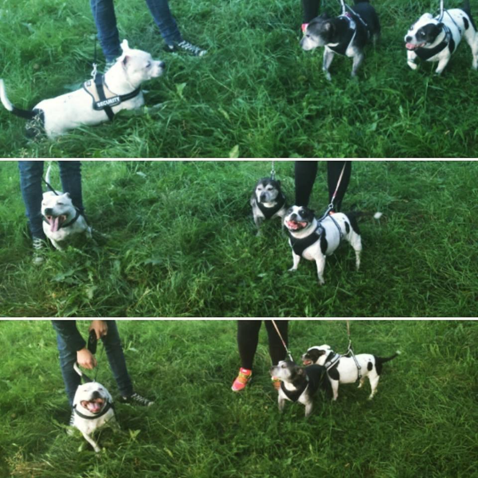 Staffordshire bull terrier Nala billede 2