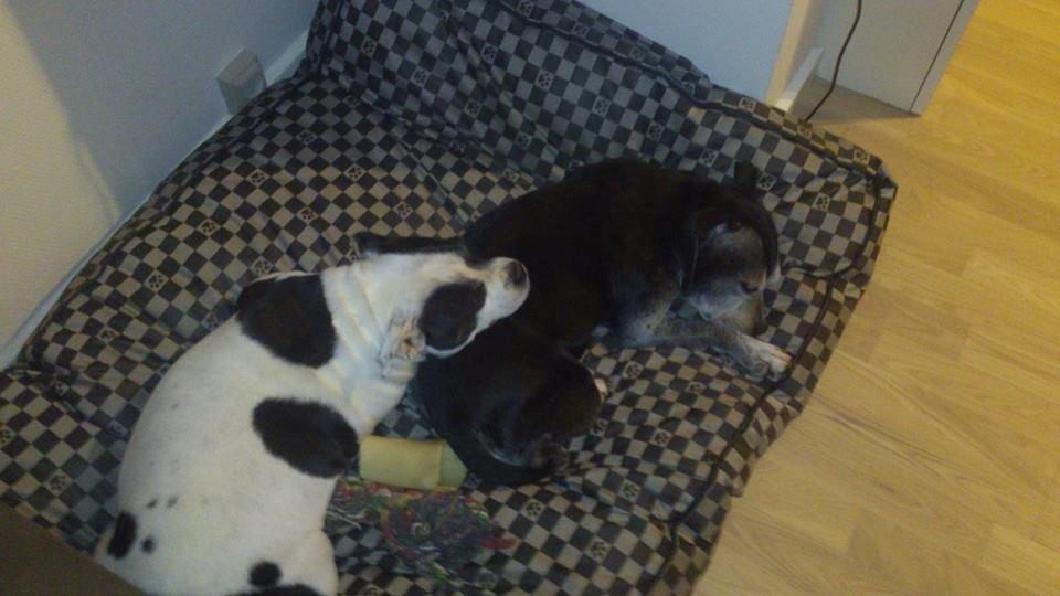 Staffordshire bull terrier Nala billede 4