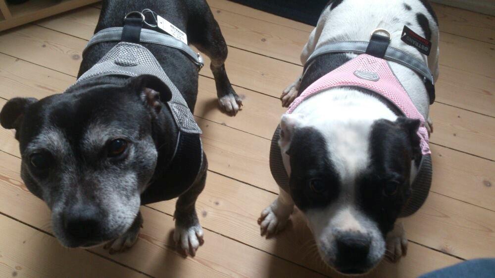 Staffordshire bull terrier Nala billede 5