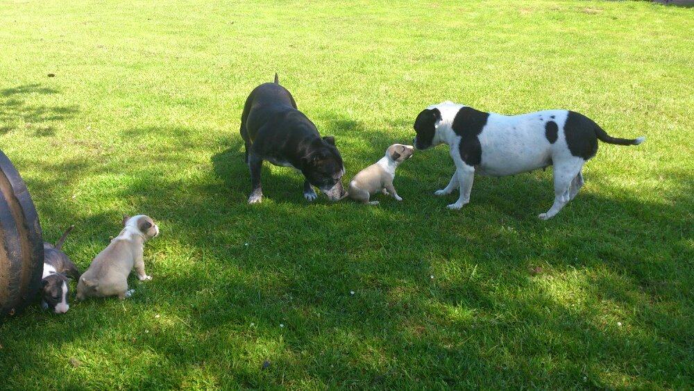 Staffordshire bull terrier Nala billede 6
