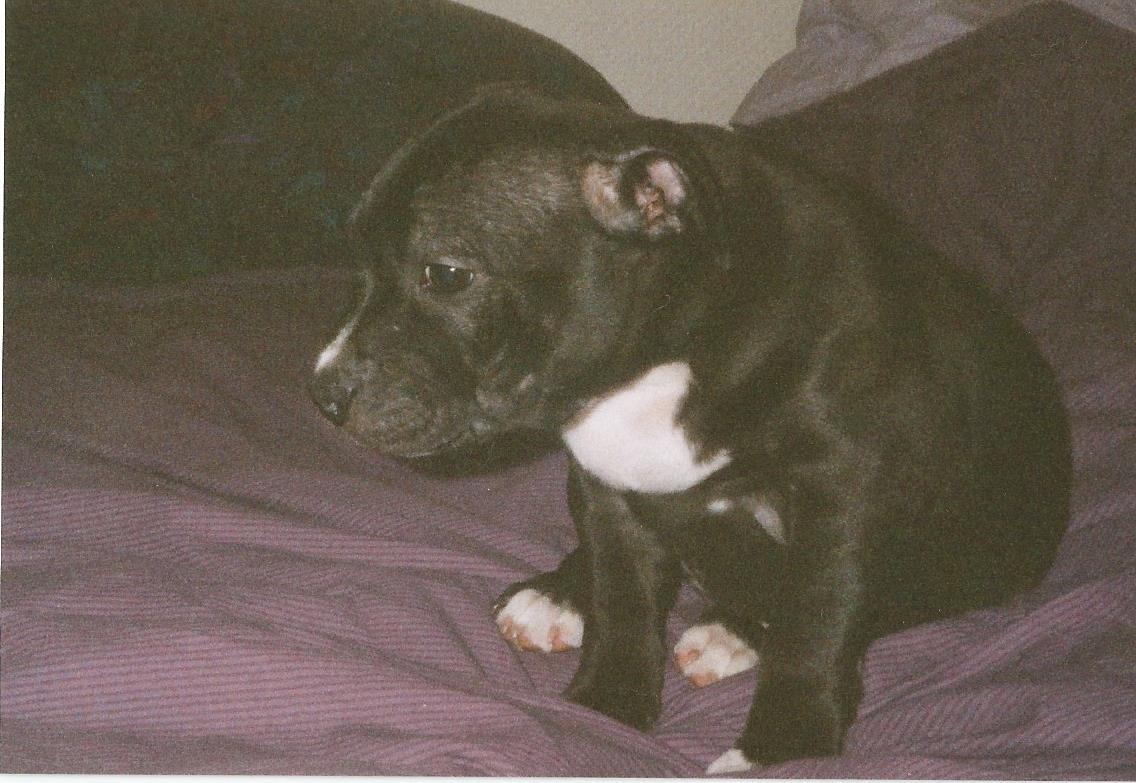 Staffordshire bull terrier Nala billede 7