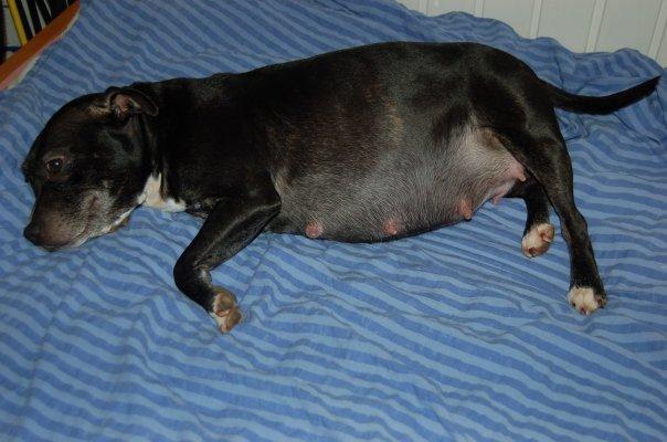 Staffordshire bull terrier Nala billede 9
