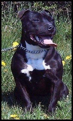 Staffordshire bull terrier Nala billede 10