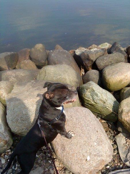 Staffordshire bull terrier Nala billede 11