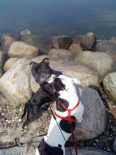 Staffordshire bull terrier Nala billede 12