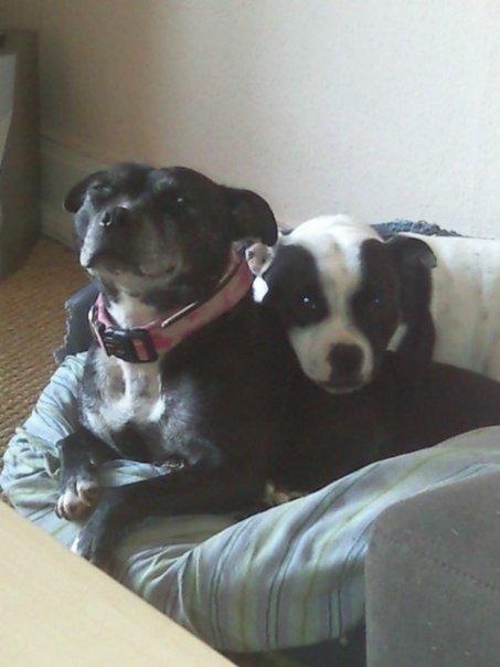 Staffordshire bull terrier Nala billede 13