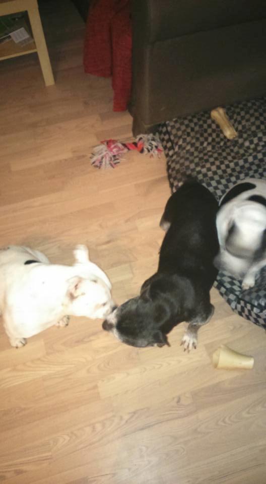 Staffordshire bull terrier Nala billede 3