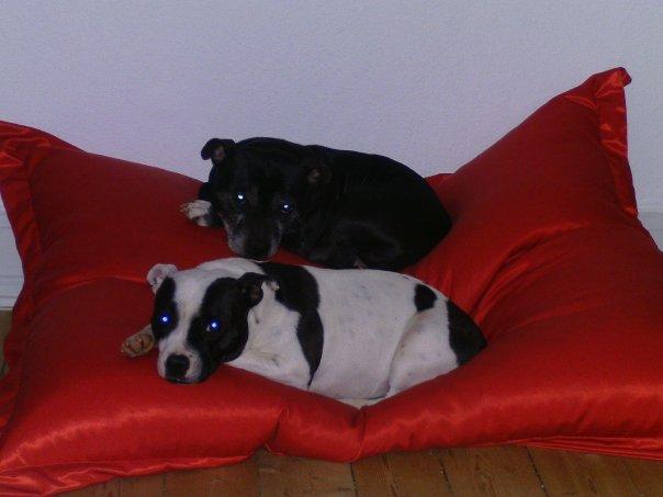 Staffordshire bull terrier Nala billede 15