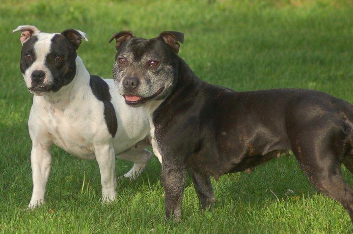 Staffordshire bull terrier Nala billede 16