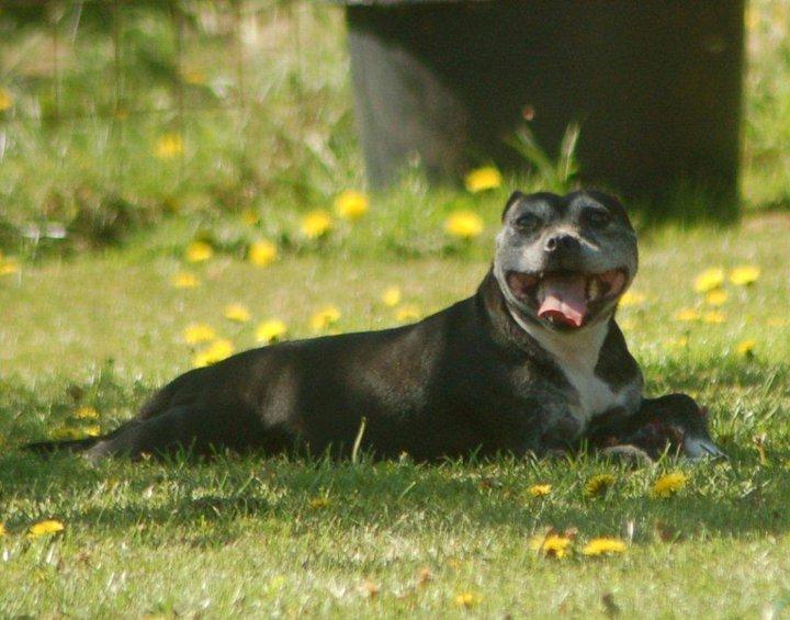Staffordshire bull terrier Nala billede 17