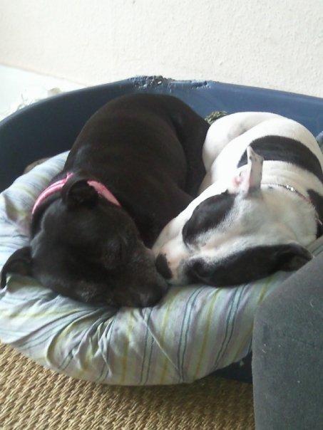 Staffordshire bull terrier Nala billede 14