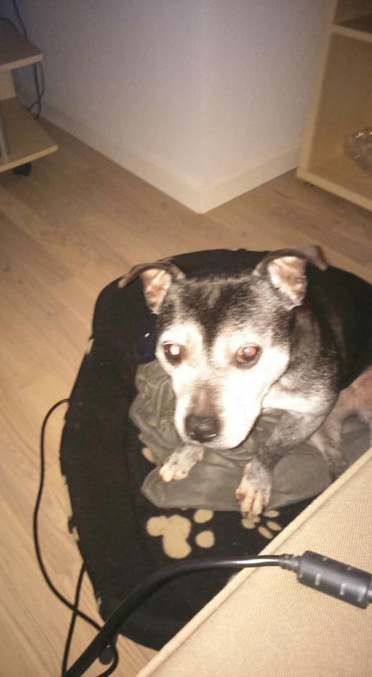 Staffordshire bull terrier Nala billede 18