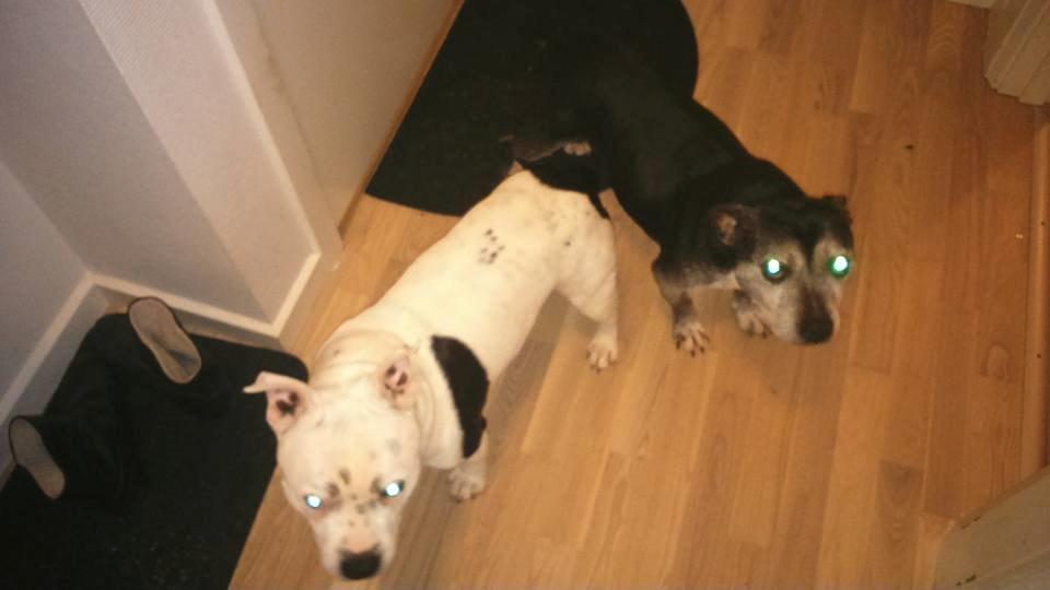 Staffordshire bull terrier Nala billede 21