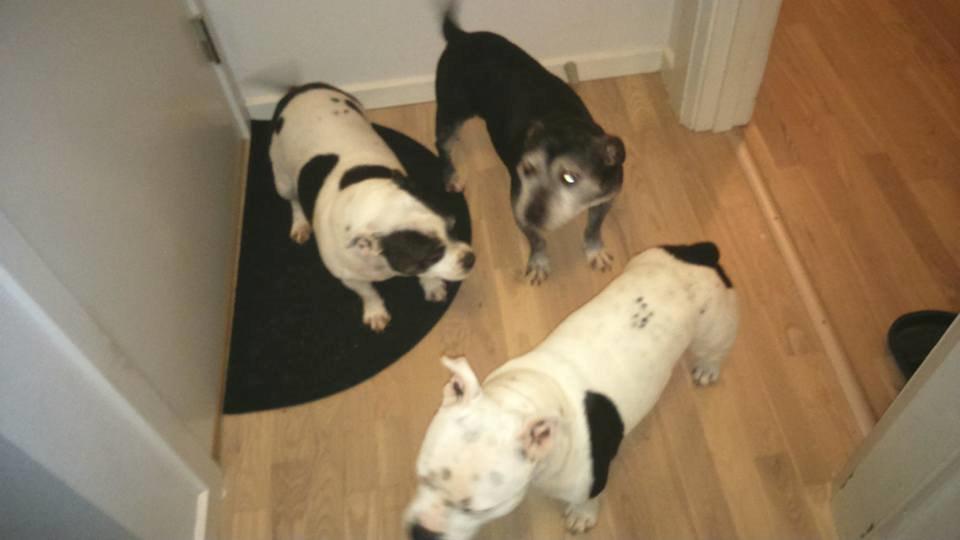 Staffordshire bull terrier Nala billede 22