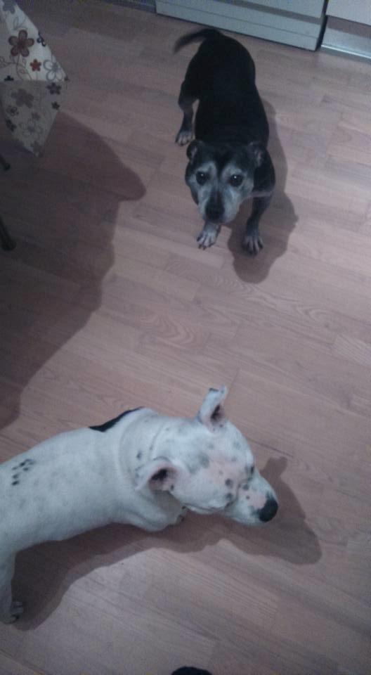 Staffordshire bull terrier Nala billede 23