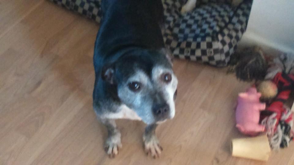 Staffordshire bull terrier Nala billede 24