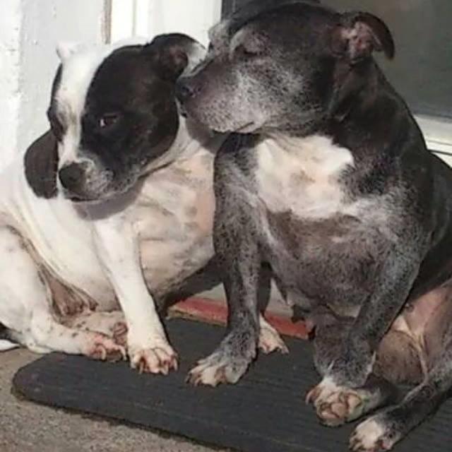 Staffordshire bull terrier Nala billede 25