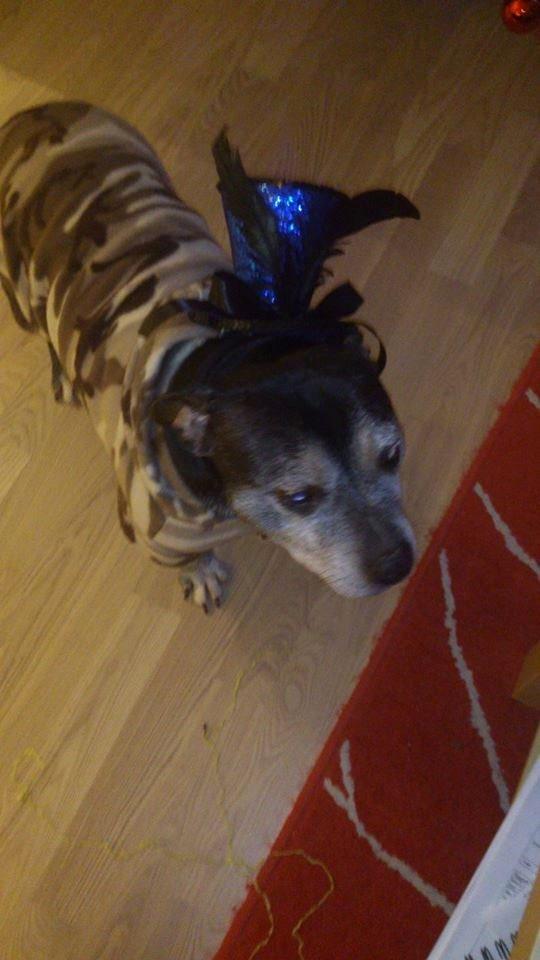 Staffordshire bull terrier Nala billede 26