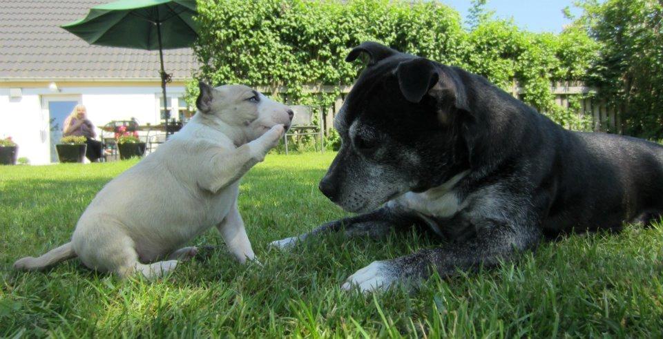 Staffordshire bull terrier Nala billede 1
