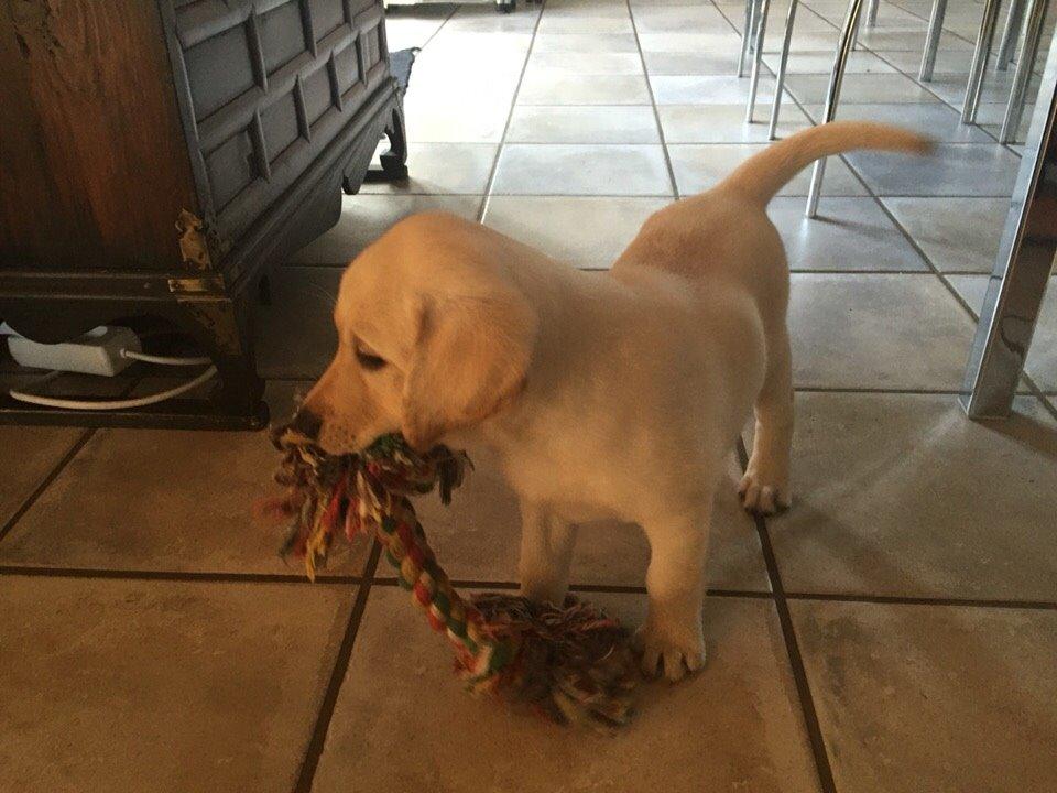 Labrador retriever Victor<3 - haha.. har legetøjet😹🙀 billede 24