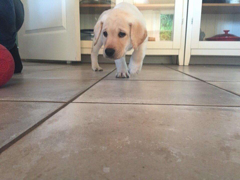Labrador retriever Victor<3 - uhh.. gulvet er glat😁 billede 25