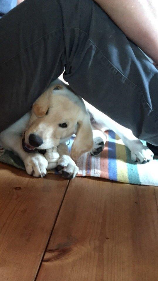 Labrador retriever Victor<3 - ligger varmt med benet😸 billede 27