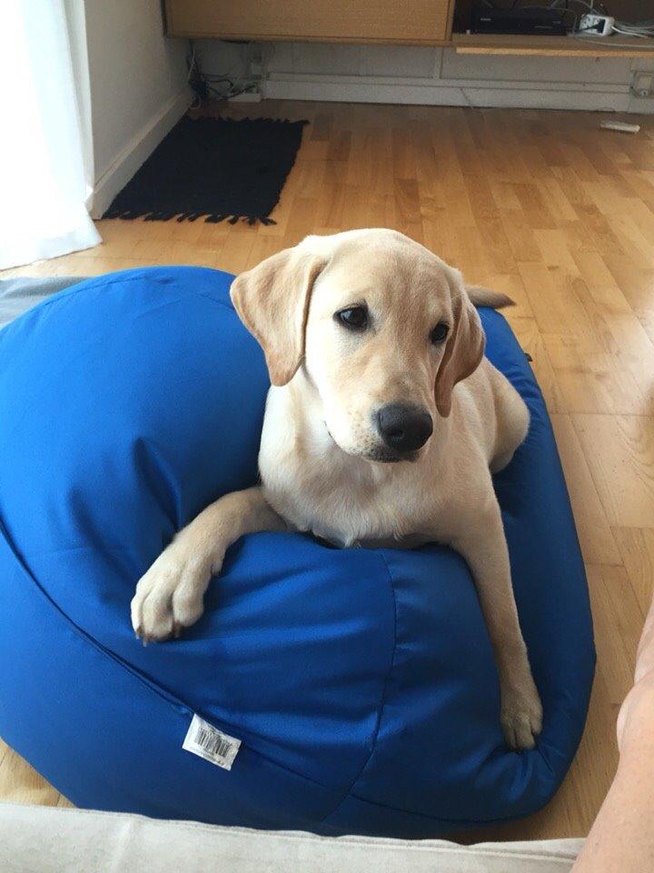 Labrador retriever Victor<3 - ligger godt👌🏼✌️ billede 28