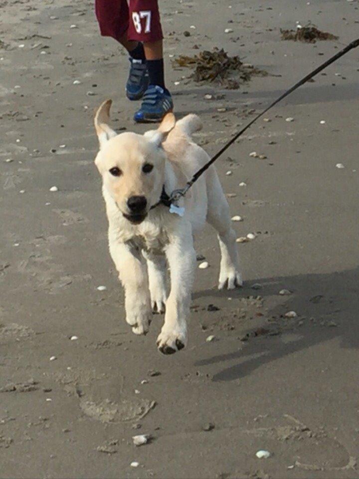 Labrador retriever Victor<3 billede 30