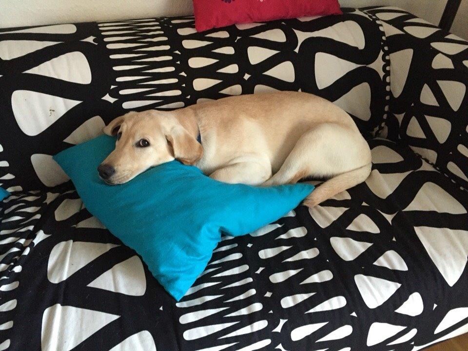 Labrador retriever Victor<3 - du vækkede mig hvad er der😶 billede 29