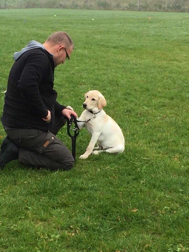 Labrador retriever Victor<3 - klare jeg det ikke godt?😏 billede 31