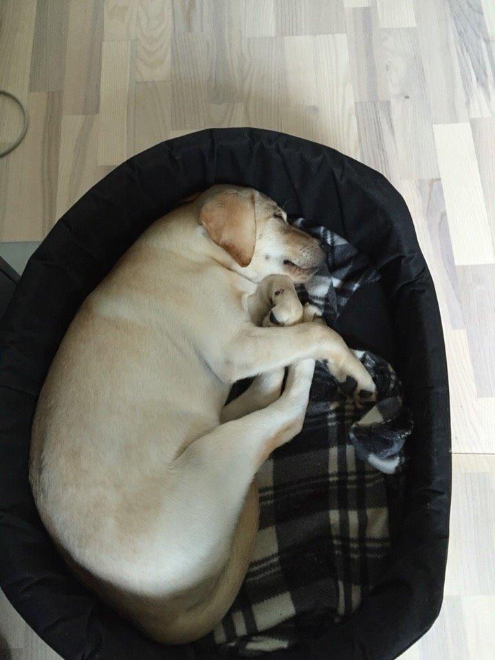 Labrador retriever Victor<3 billede 32