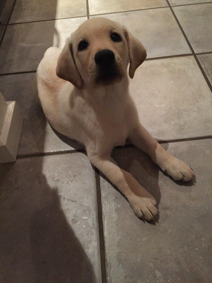 Labrador retriever Victor<3 - hheeyy😜😘 billede 34