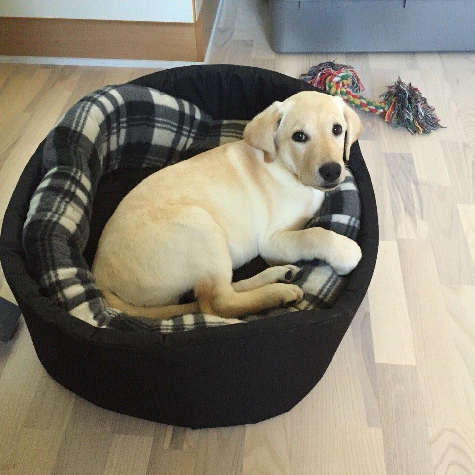 Labrador retriever Victor<3 billede 33