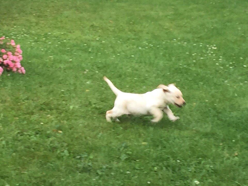 Labrador retriever Victor<3 - ahhh.. fugl🐦 billede 35