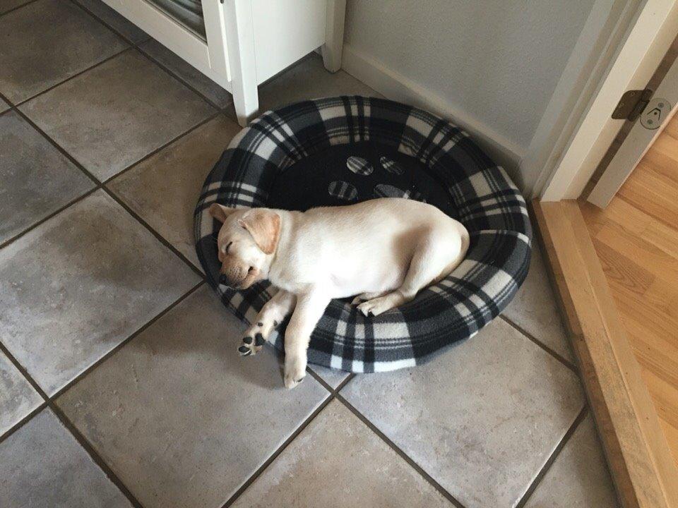 Labrador retriever Victor<3 billede 36