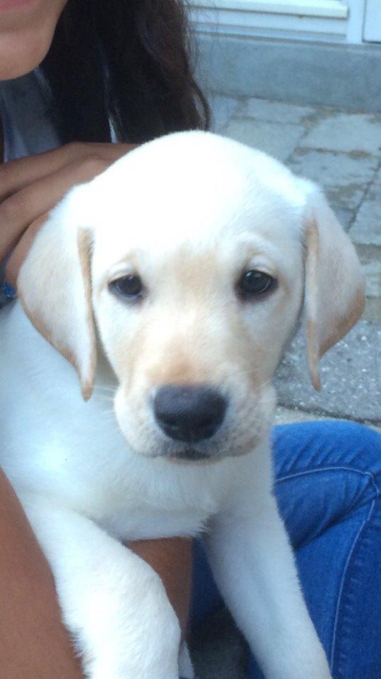 Labrador retriever Victor<3 billede 38