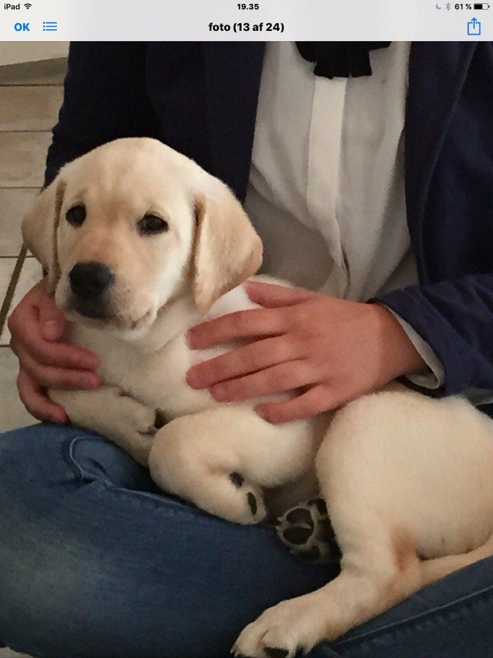 Labrador retriever Victor<3 billede 37