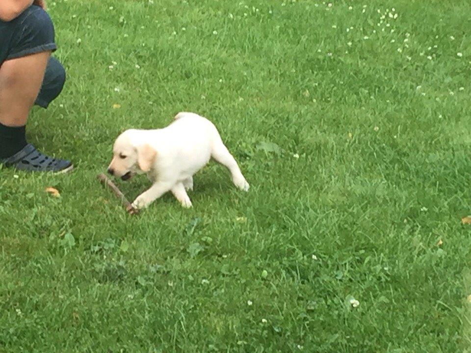 Labrador retriever Victor<3 - ppiinndd🌿 billede 39