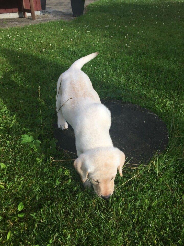 Labrador retriever Victor<3 - ny have nye lugte😏 billede 40