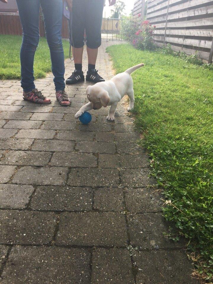 Labrador retriever Victor<3 billede 41