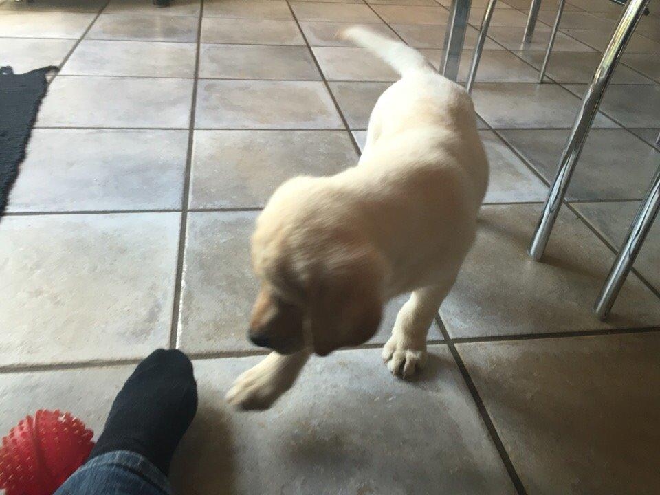 Labrador retriever Victor<3 - ffoodd😋 billede 42