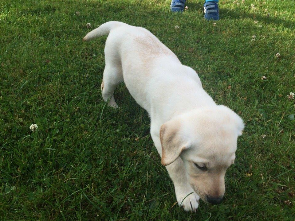 Labrador retriever Victor<3 - hey der er en ting i græsset🙃 billede 43
